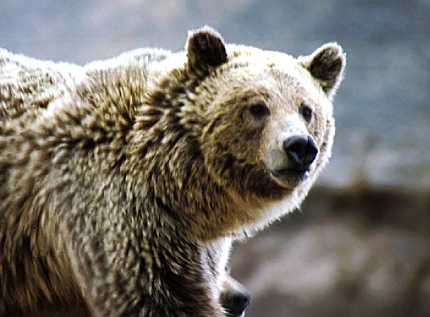 Eine Grizzly-Dame attackierte 7 Jugendliche in Alaska