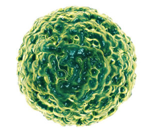 Der Norovirus führt zu Durchfall und Erbrechen bei Erkrankten.