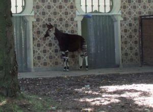 Belgischer Zoo freut sich über Okapi-Nachwuchs