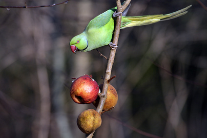 Betrunkene Lori-Papageien aus Darwin fallen vom Himmel